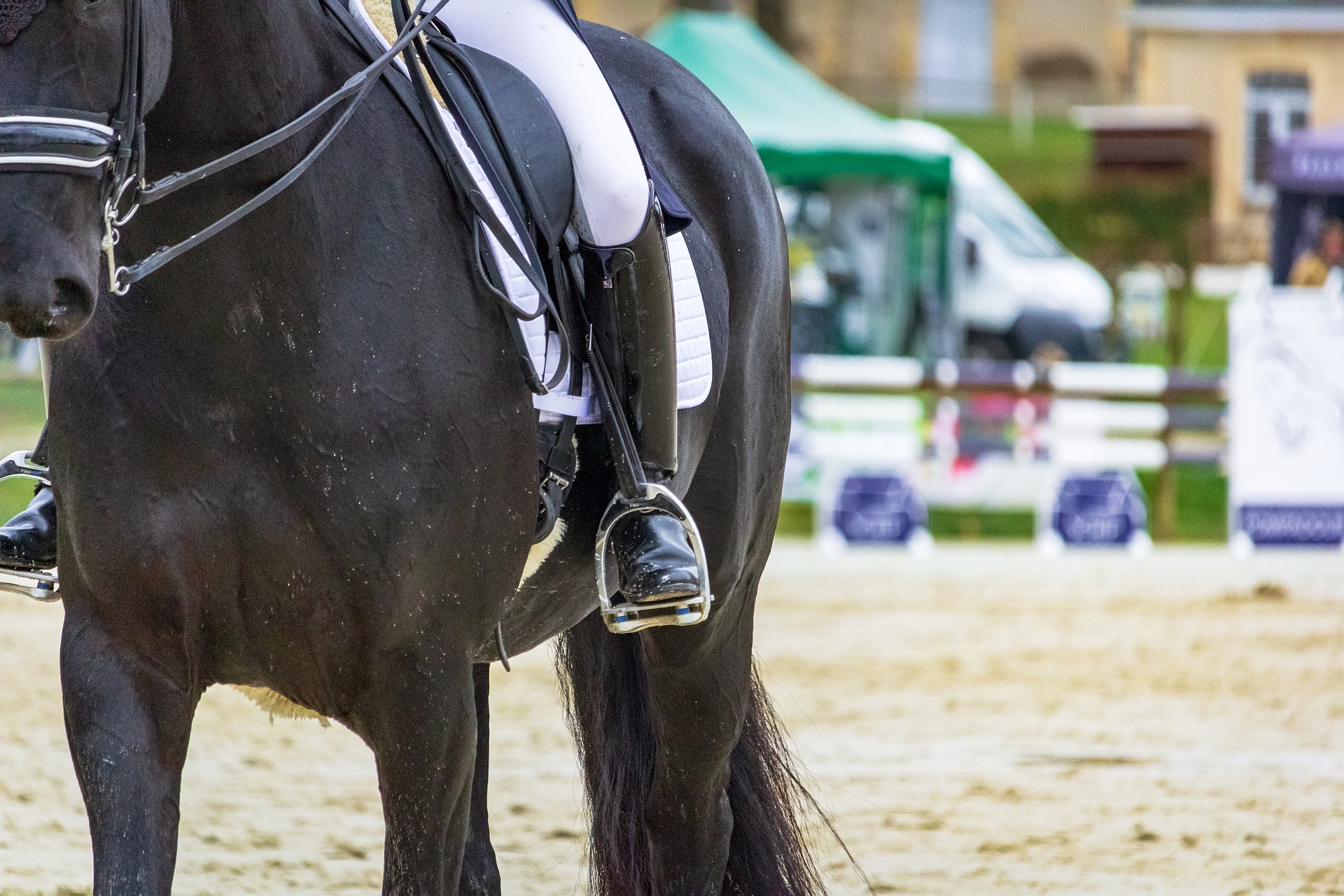 horse-g87f355a0a_1920